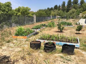 lakeview-child-care-garden-4